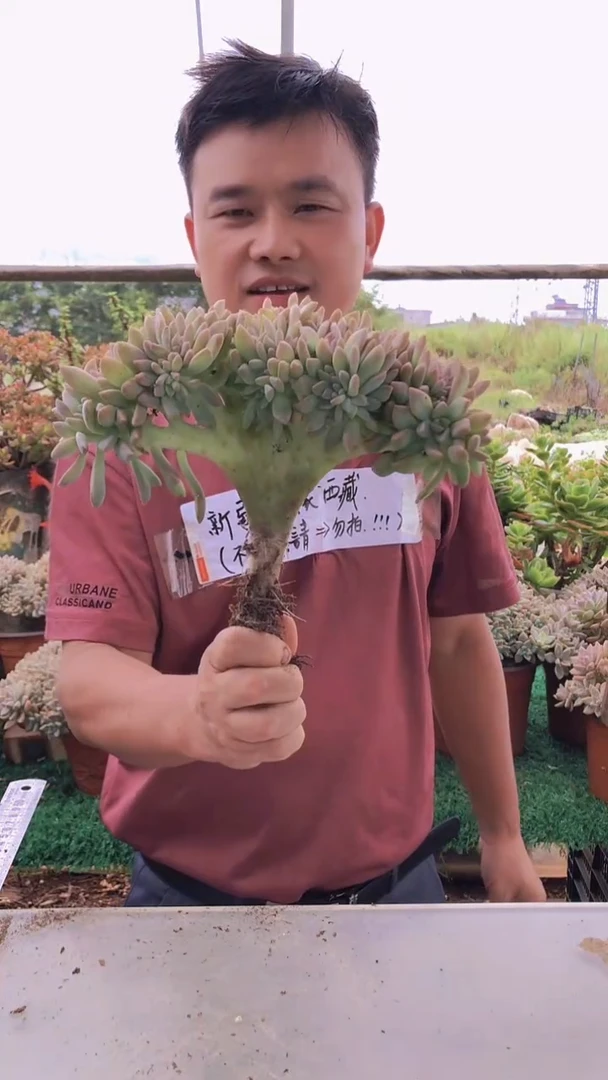 130淡雪缀化一物一拍
