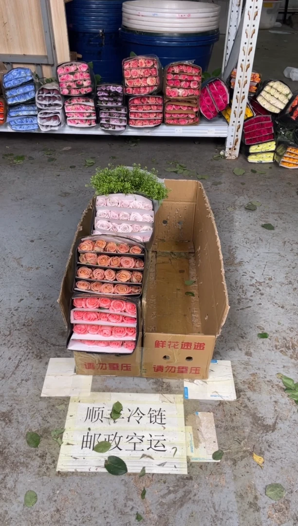 卡布3扎+曼塔3扎+戴安娜2扎+绿林草