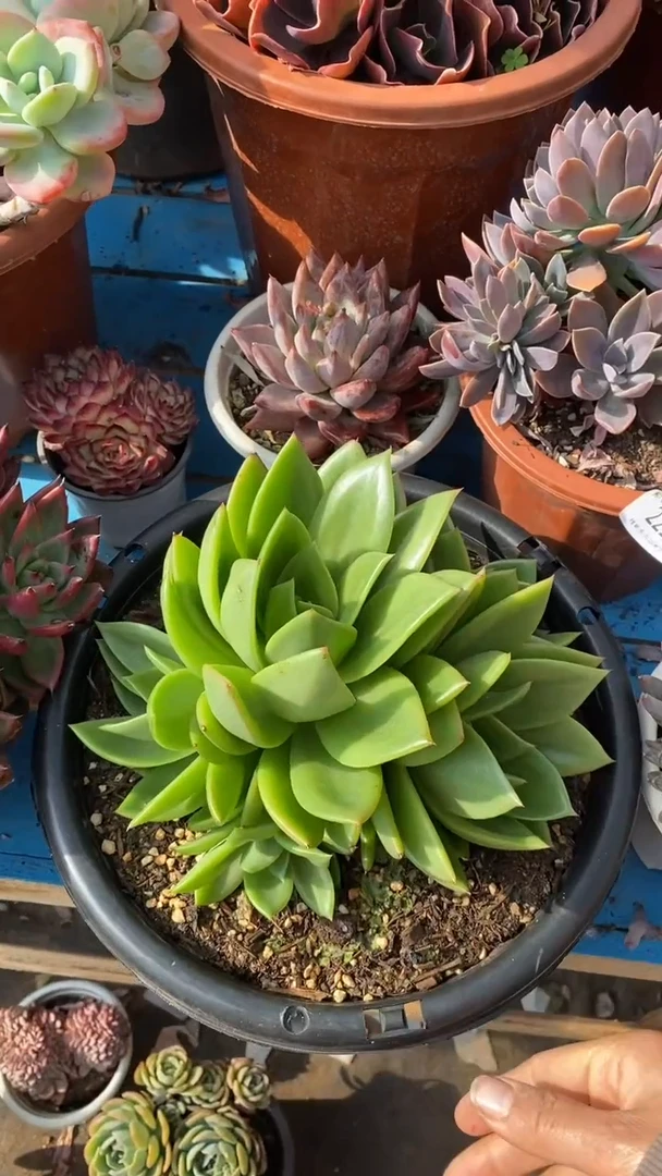 【闪购商品】2241翠花