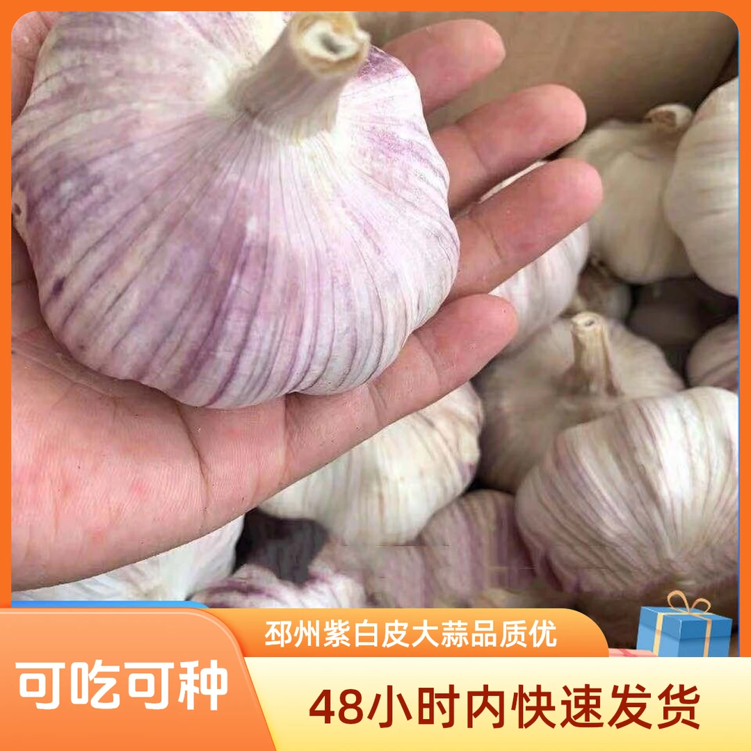 3斤装大蒜头】干今年紫白皮蒜提香厨房大蒜头干蒜5斤