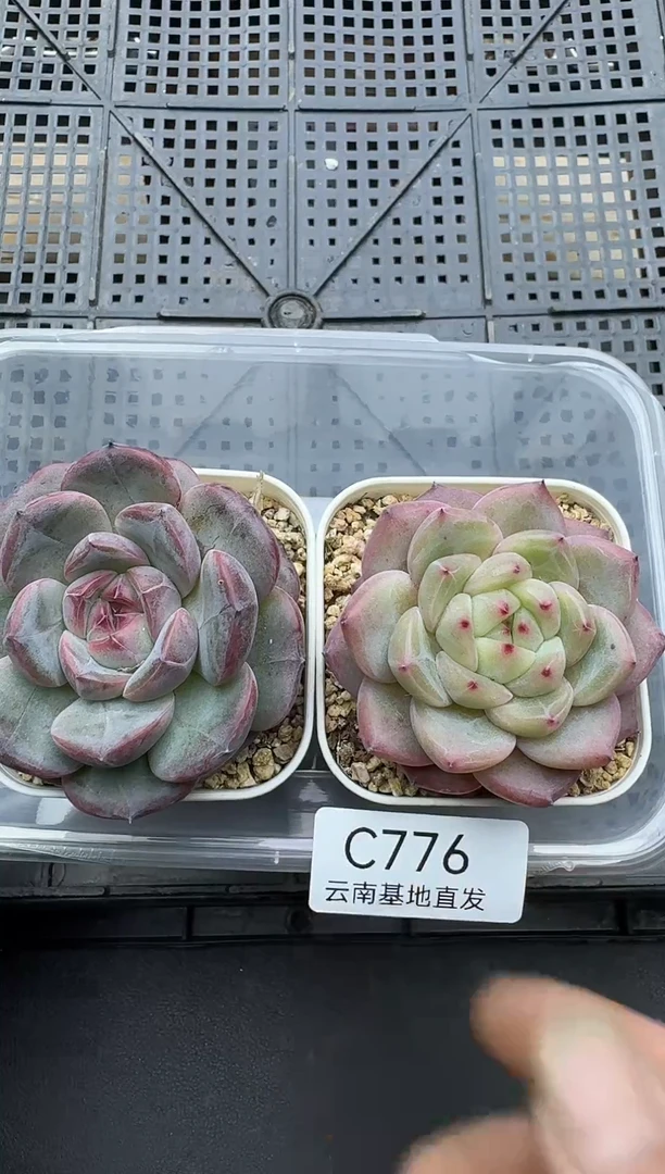 珍妮杂交多肉C776