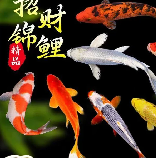 观赏 淡水鱼 冷水鱼 兰花 鹦鹉鱼 黄金锦鲤 白金锦鲤 黑金锦鲤