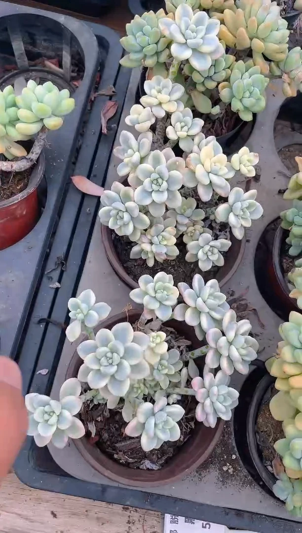 劳尔锦  脱土发货