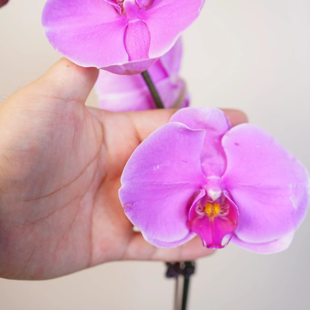 朝暮里蝴蝶兰【3.0寸杯刘诗诗】全花花珠发货