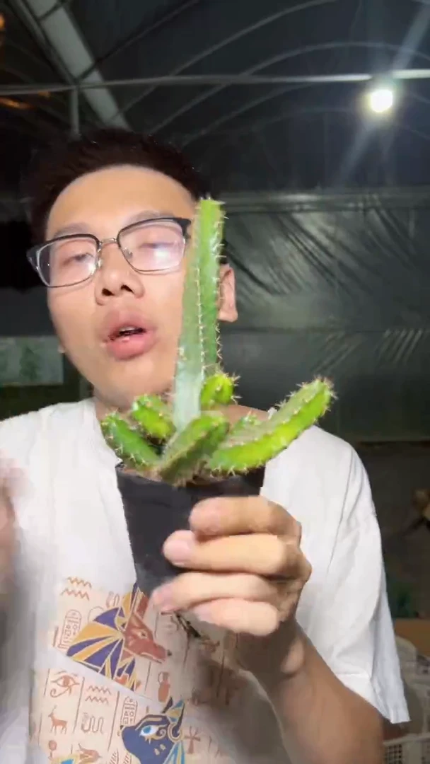 3颗 美花角 带根