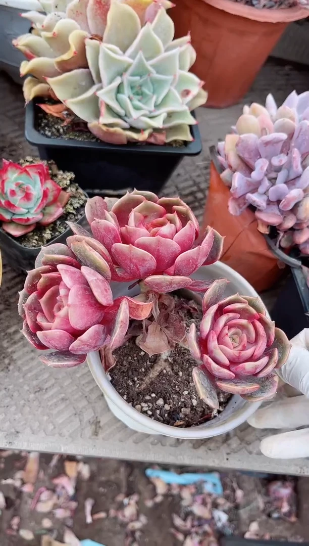 【闪购商品】04524