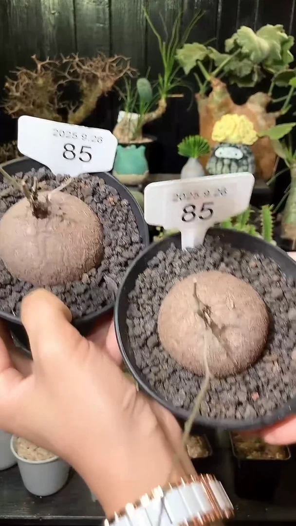 85号926福利南非龟甲龙买1个送1个