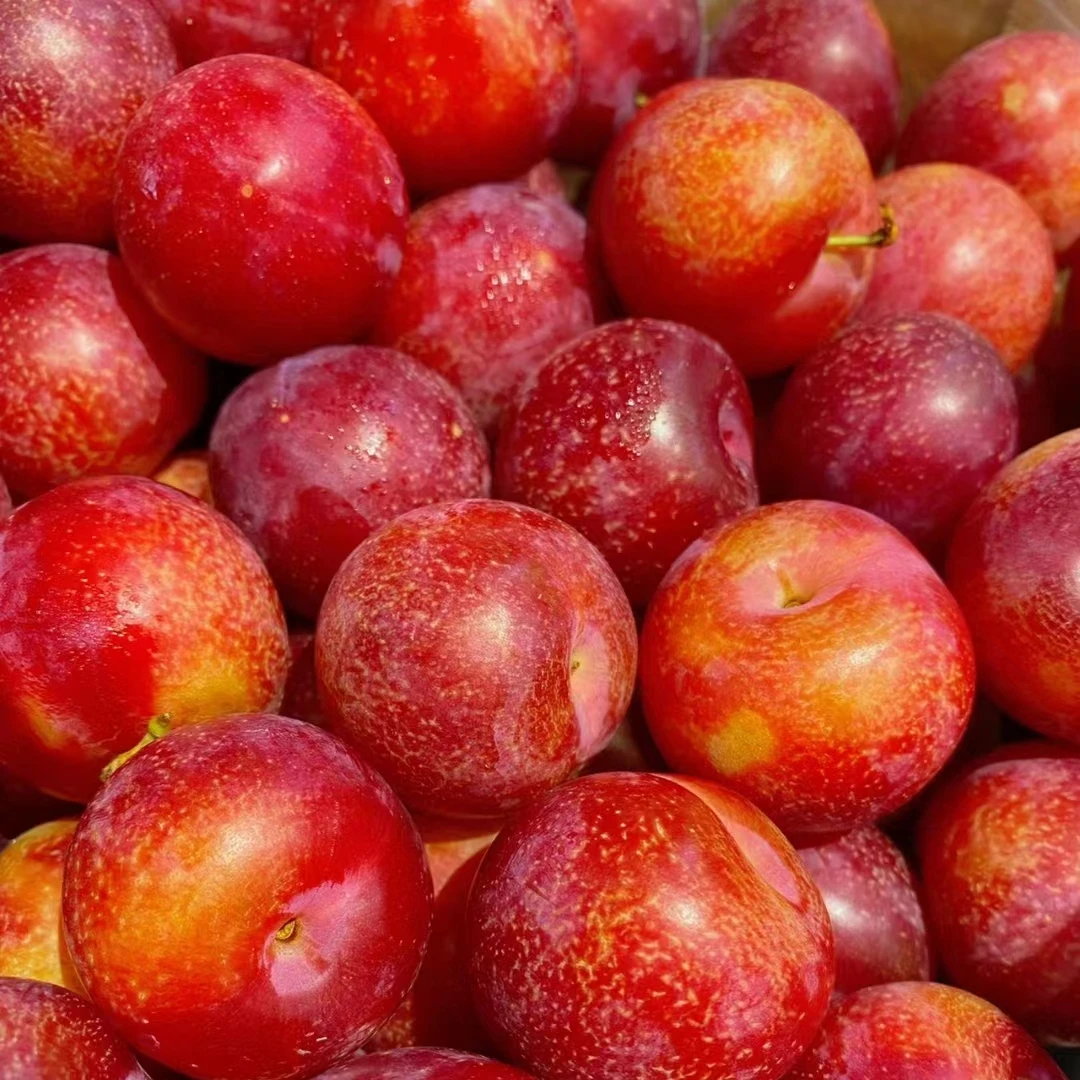 【4J/5J-樱桃李】 智利进口新鲜樱桃李 鲜甜爆汁 宝宝超爱吃