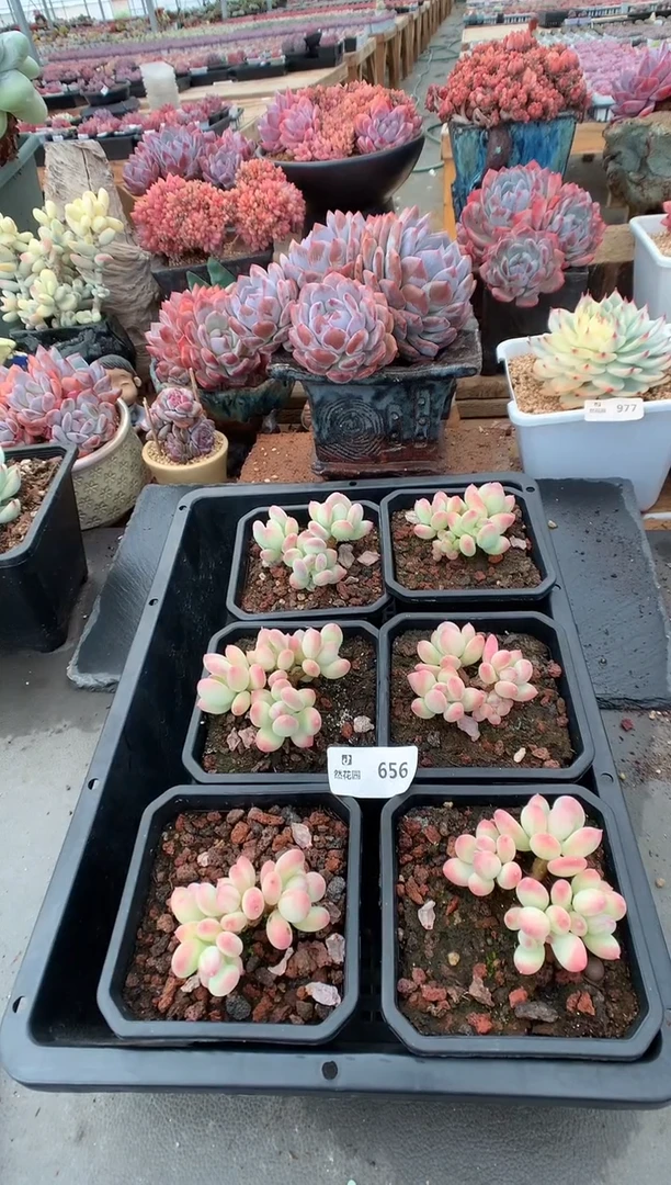 656苹果奶量拍多肉