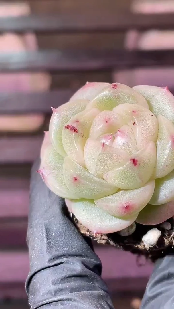 34-96 金小牛2-3厘米量拍发一颗