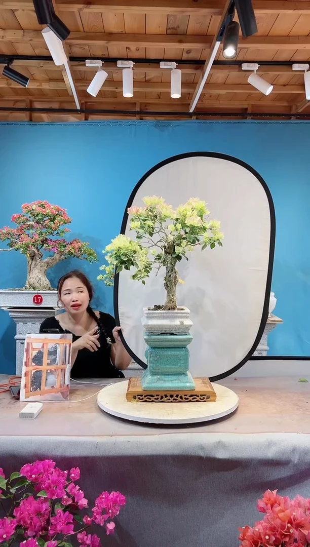 全部花苞绿樱三角梅