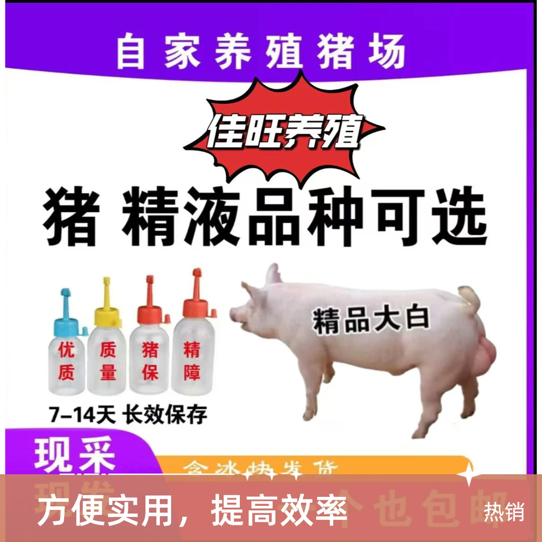 原种大白种公猪种母猪猪精液瓶一件包邮包对版生态养殖输精管