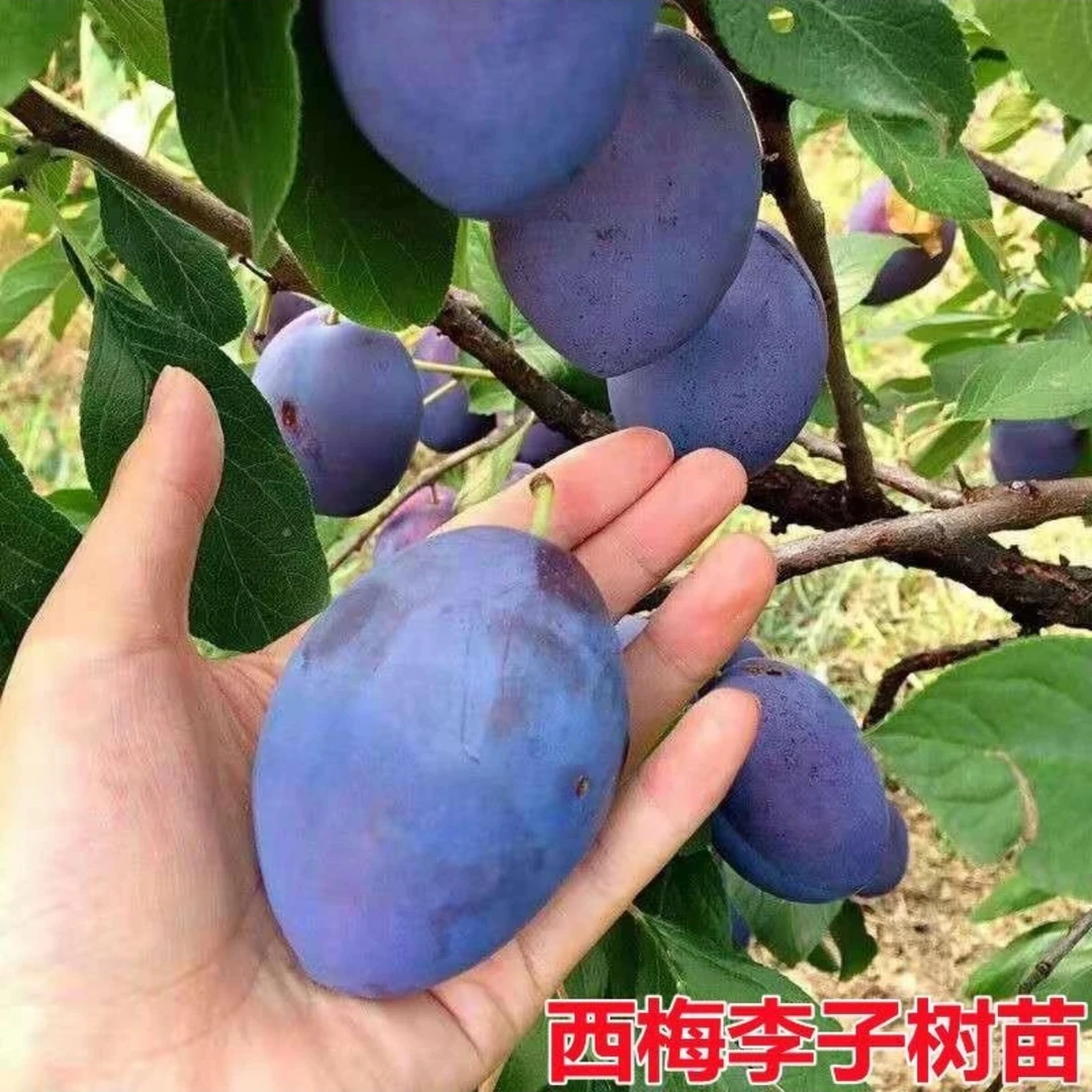 正宗嫁接苗李子树苗早熟离核蜂糖西梅大红袍李子南北方种植