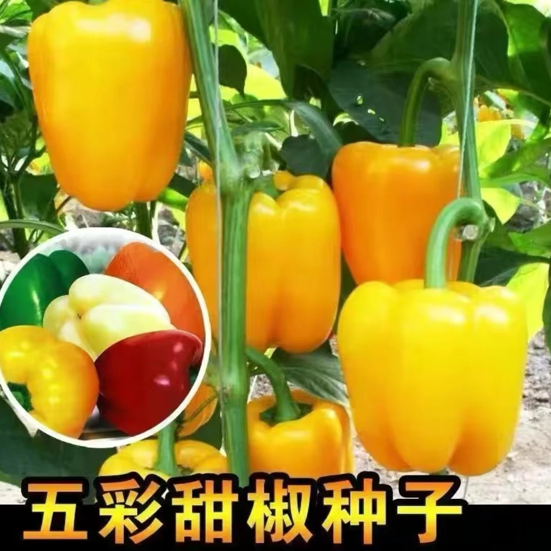 【五彩甜椒种子】新育茄门大甜椒四季种植阳台小院盆栽