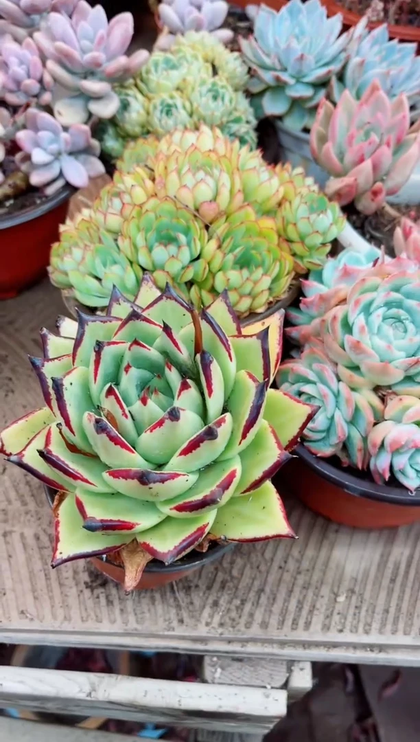 24058多肉植物一物一拍