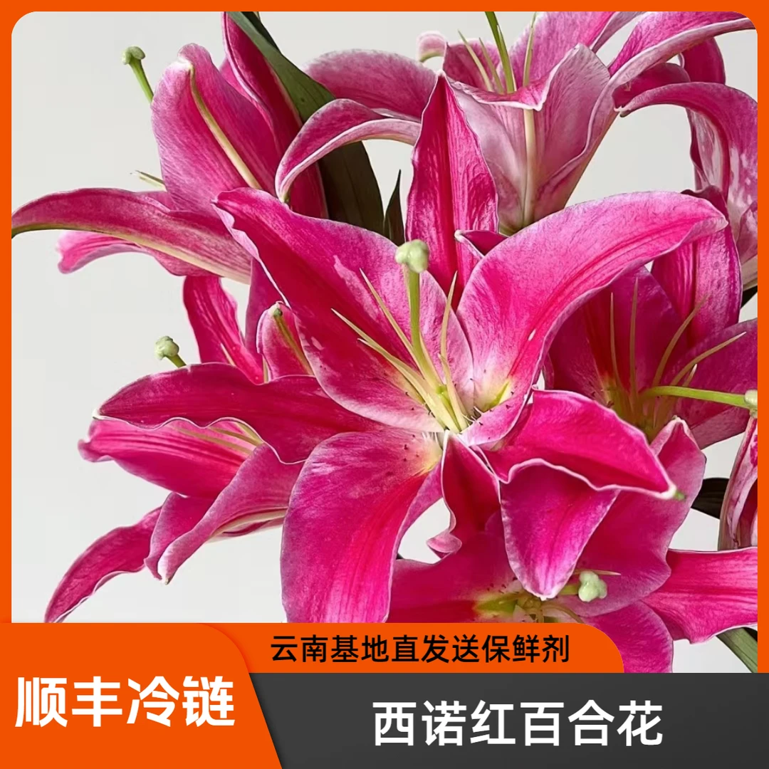 西诺红百合云南香水百合花基地直发鲜切花水培插花