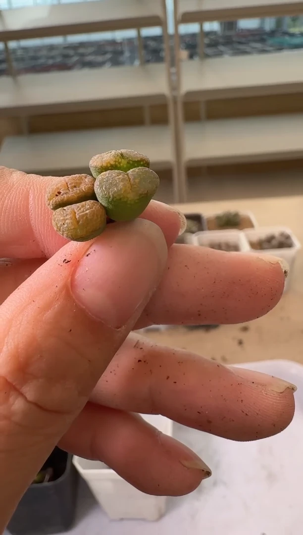 24-182多肉植物肉锥