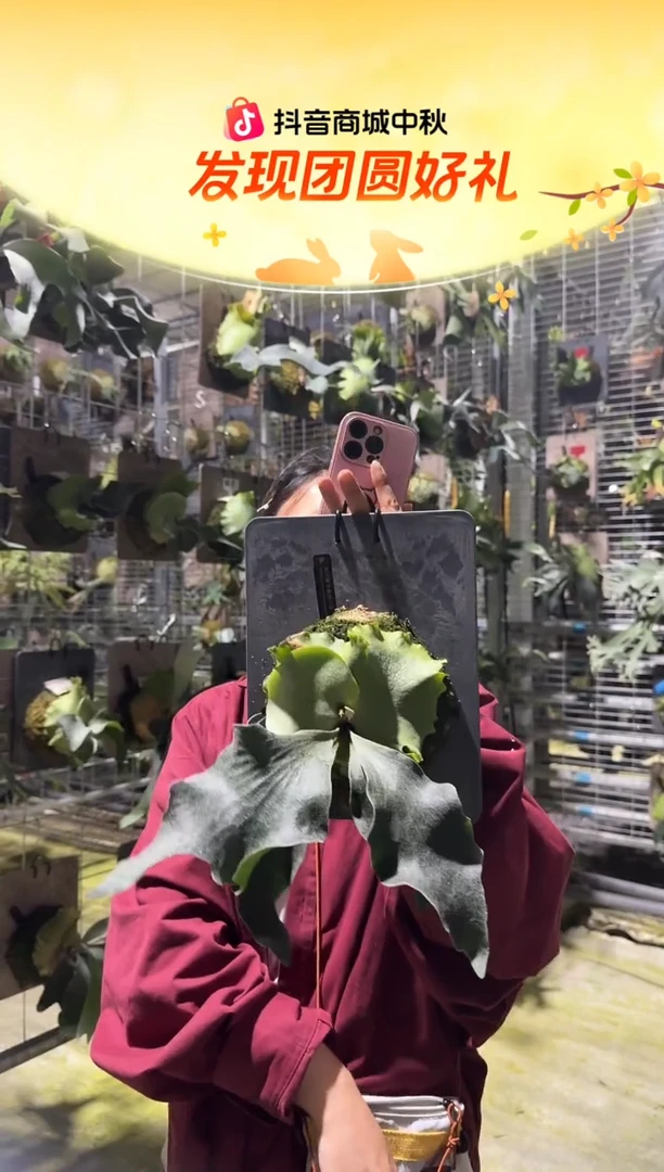 不开花植物L953-银华孢子苗