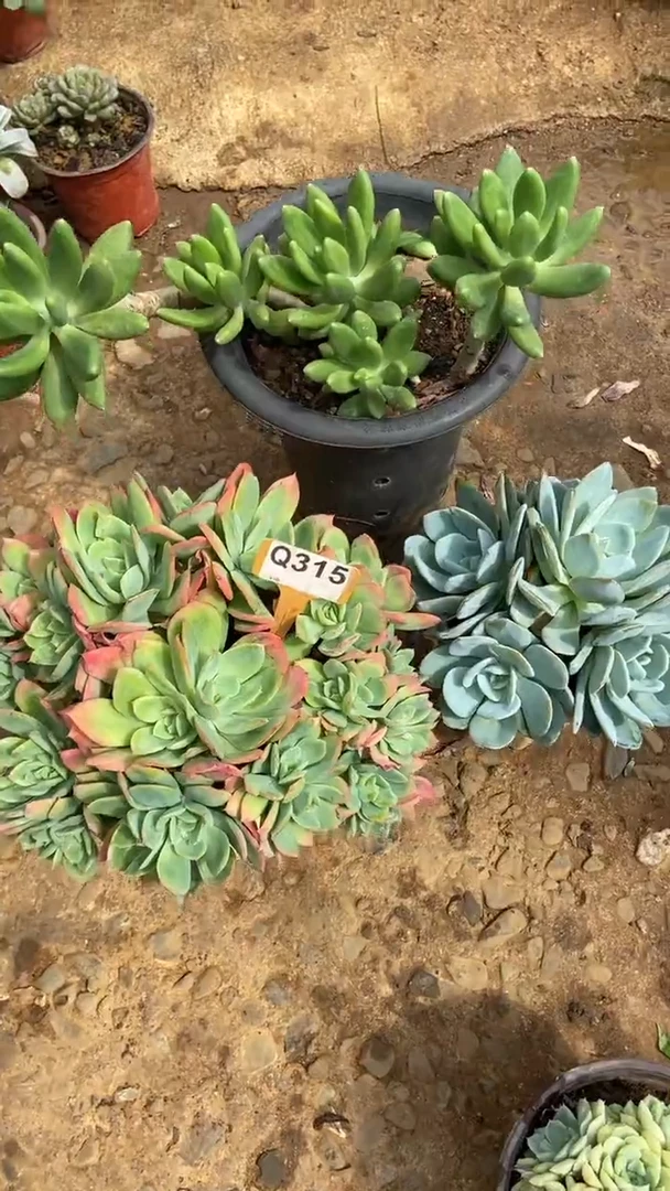 Q315多肉组合默认脱土发货
