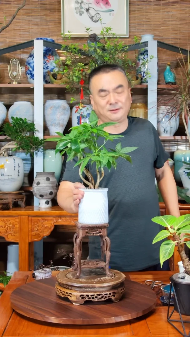 无花朵水之韵水培发财树