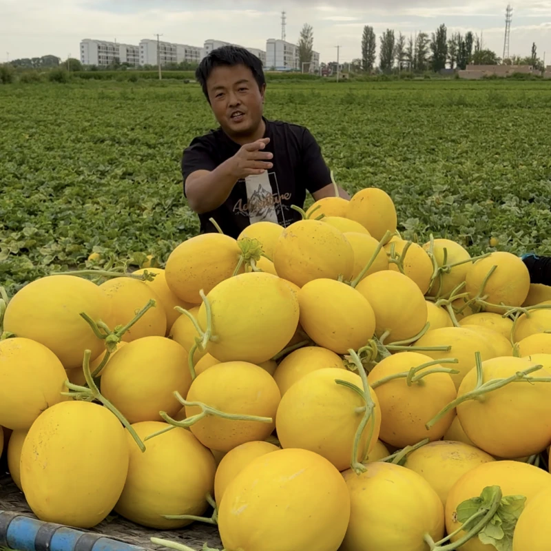 甘肃金红宝民勤蜜瓜沙漠蜜瓜香甜多汁现摘7-8斤