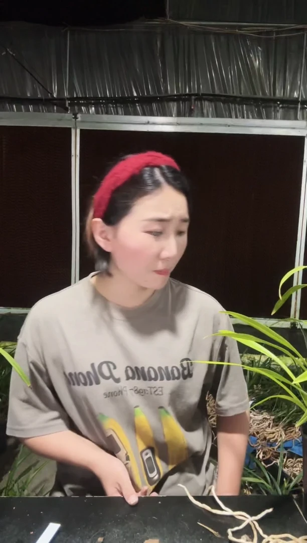 无花朵田黄玉4苗带花