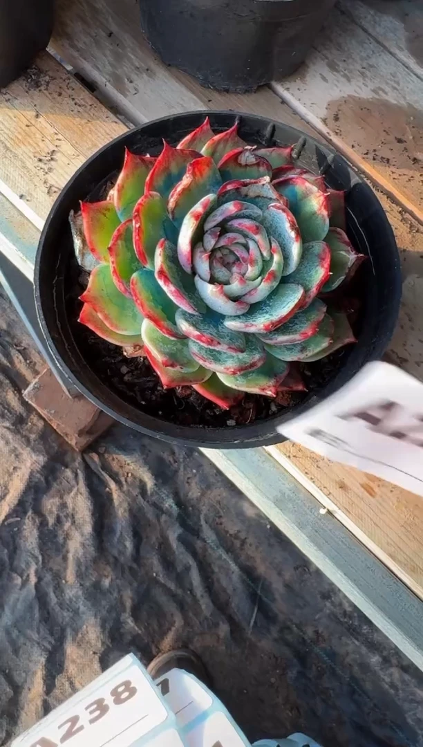 【闪购商品】A236惊鸿仙子（裸根发货）（瑕疵）