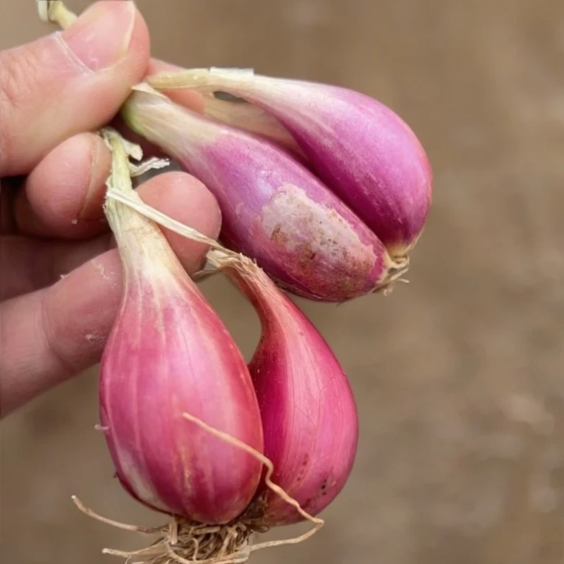 红葱头种四季葱头干新鲜葱头花盆栽红葱头种四季香葱火葱种子葱头