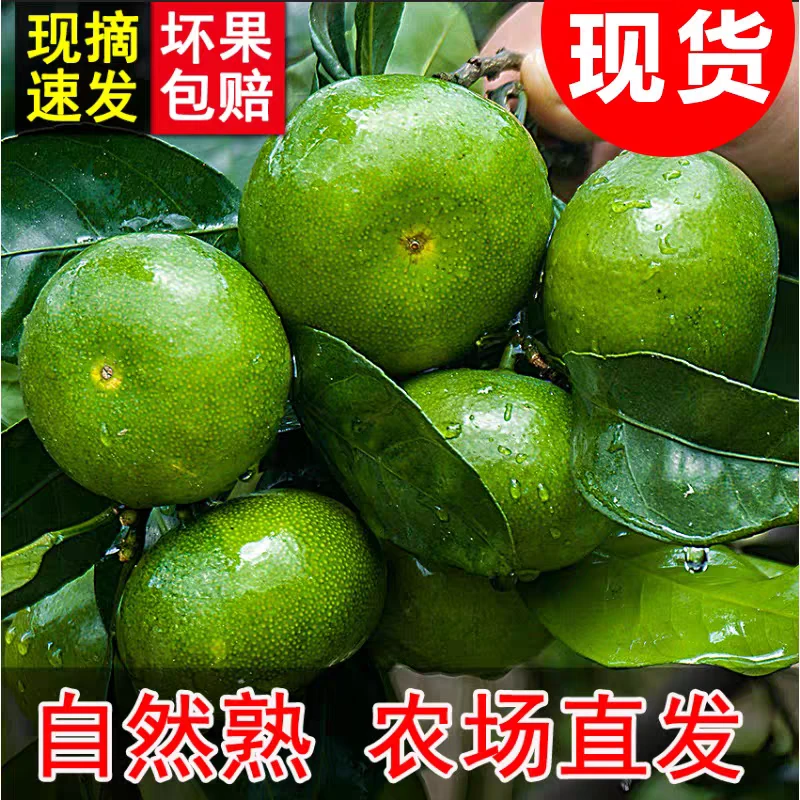 B现摘云南青皮无籽蜜桔六七分甜新鲜应季水果酸甜多汁果园直发