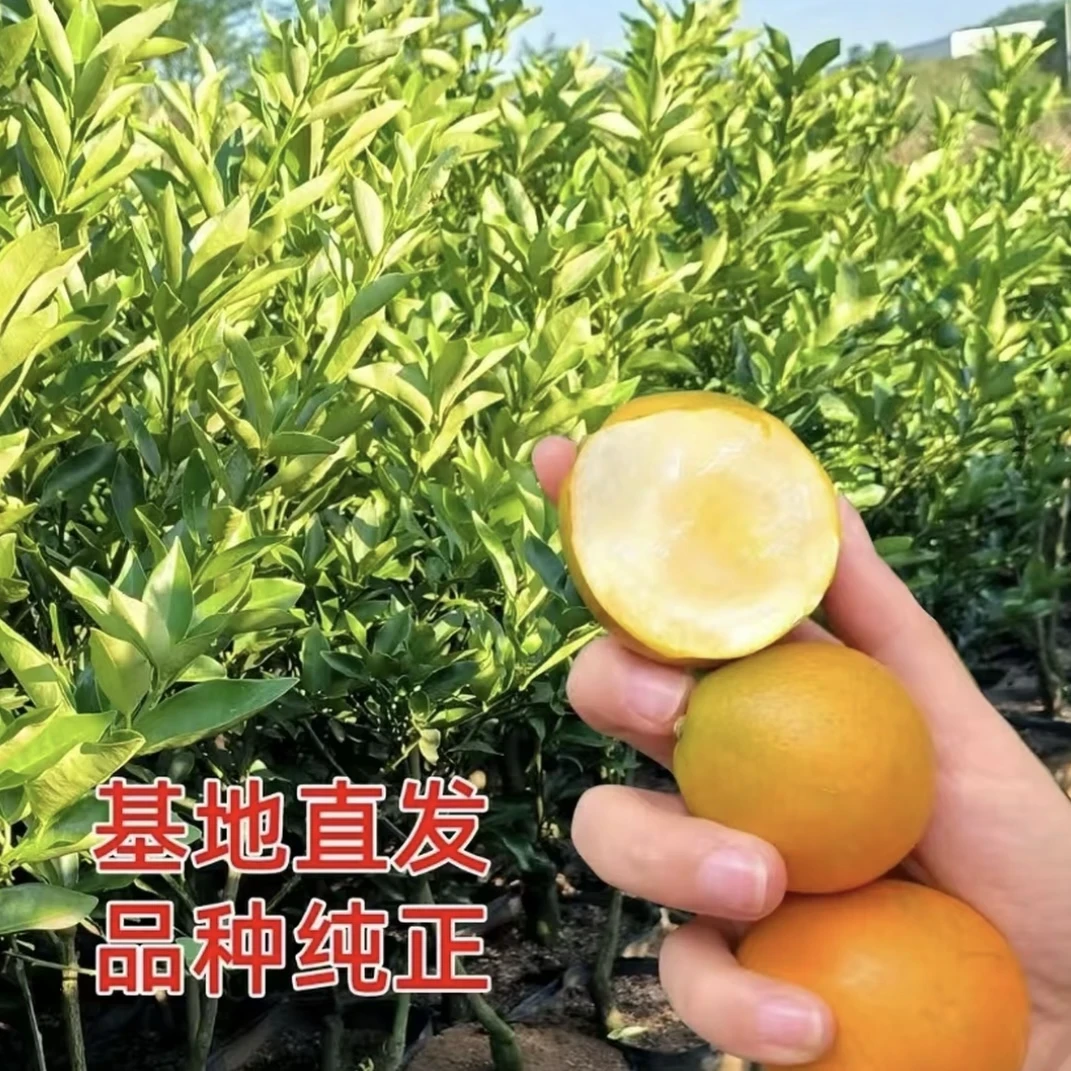 嫁接金桔树苗 带青果 土球发货