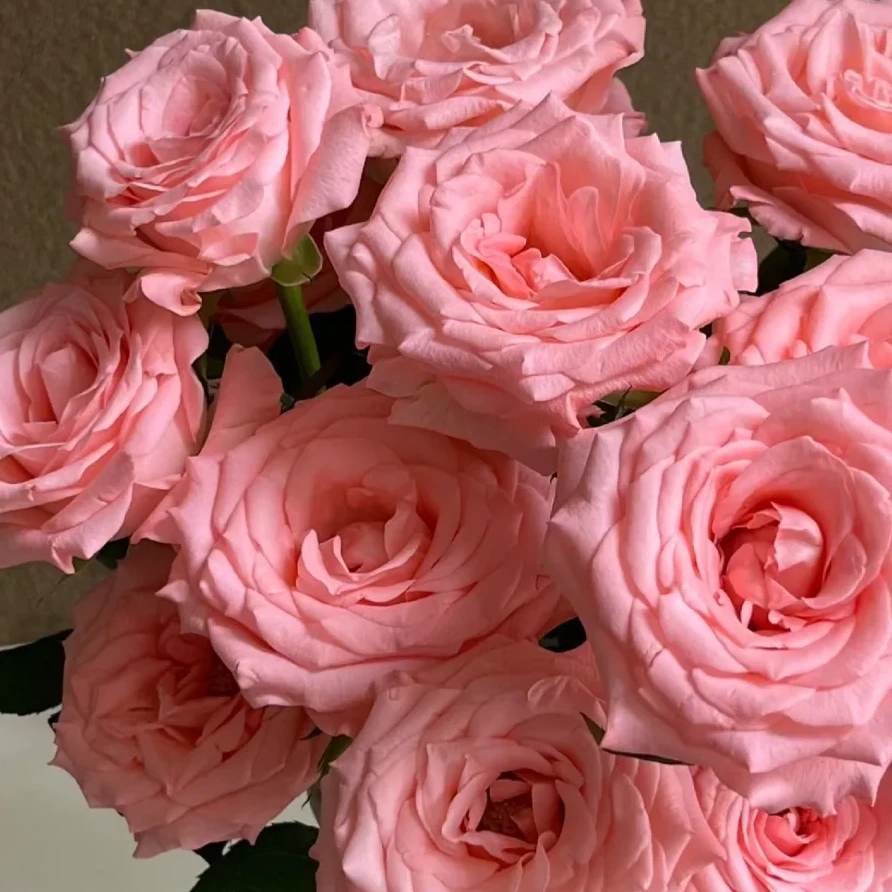 【戴安娜组合】【雪儿专属】基地现采现发玫瑰两单送配草三单送火焰兰