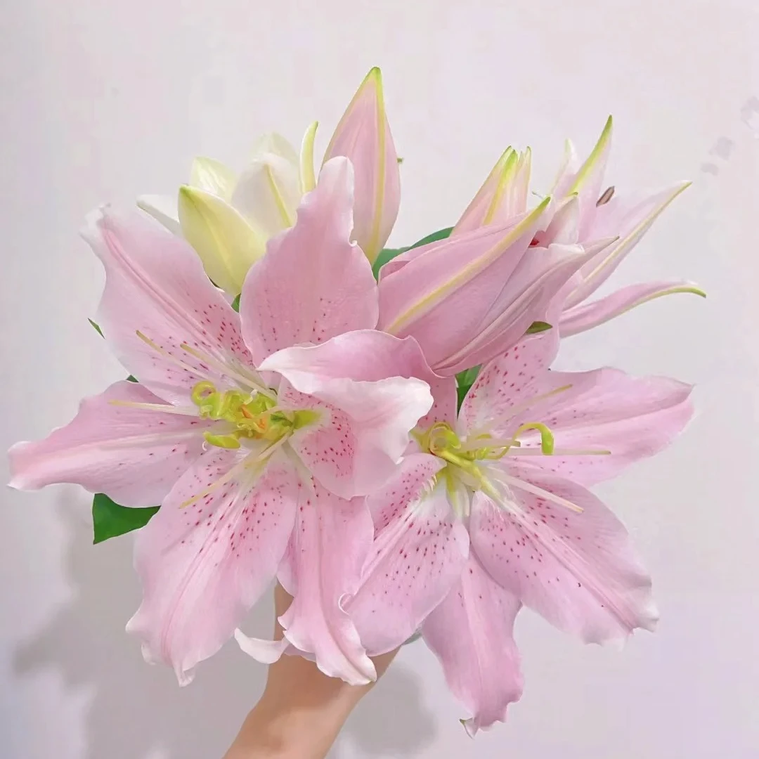 【源头优选】卡特马克百合 任意2单鲜花包邮 发货后不支持退款