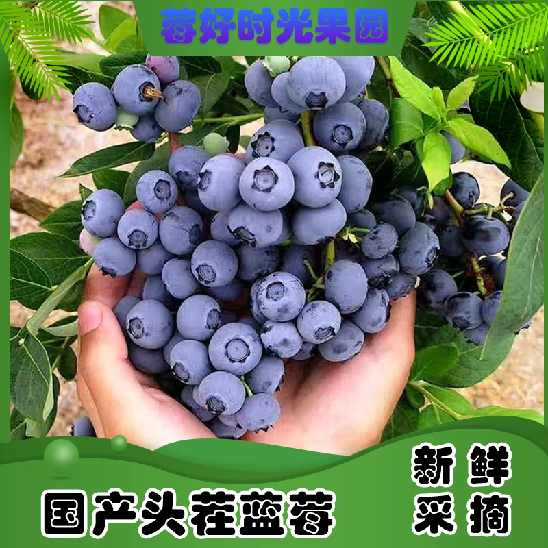 【超大巨无霸】23-20mm 花香蓝莓 现摘现发 100g/盒 顺丰/京东