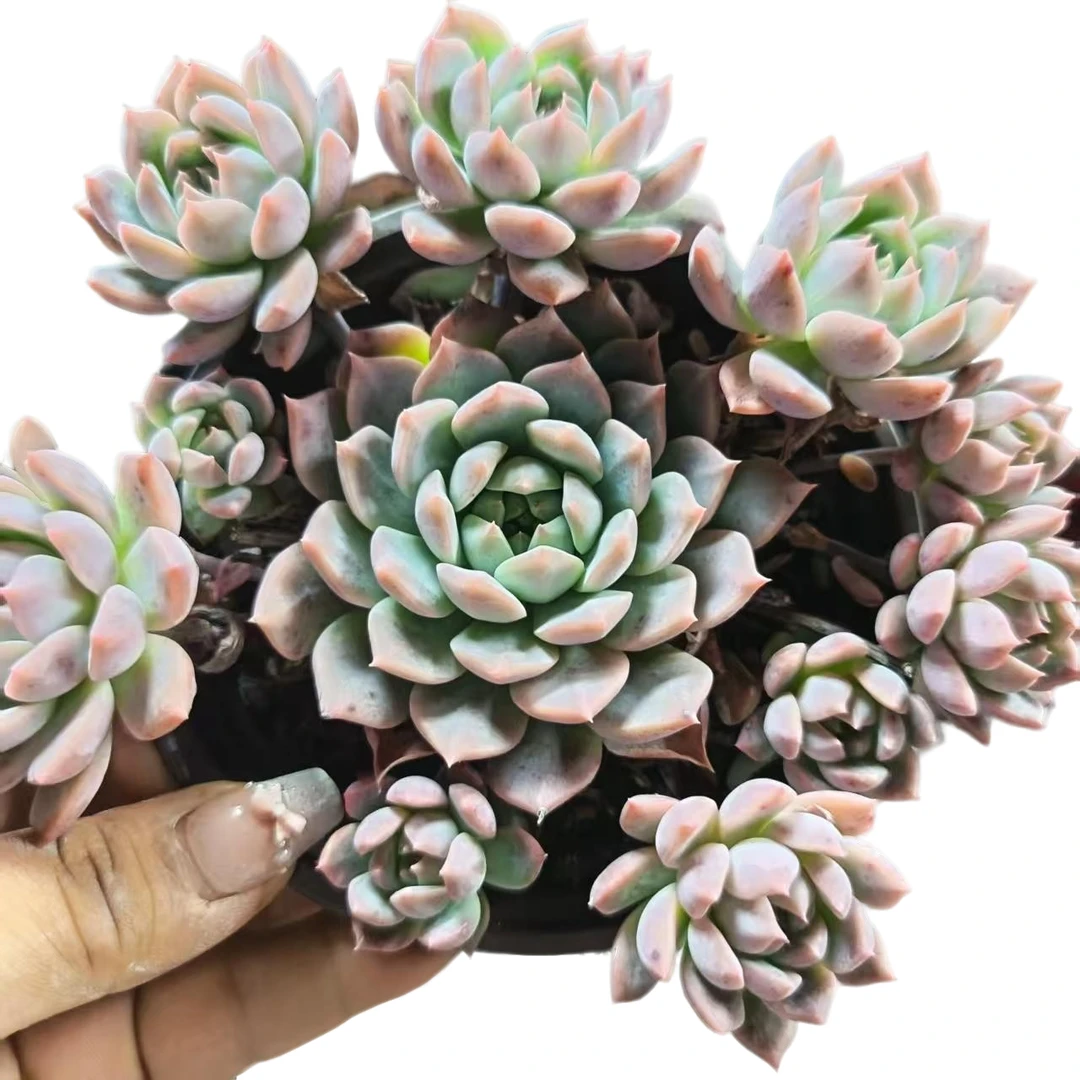 霜花带盆发货(拼满15元包邮)多肉植物阳台露台办公室绿植植