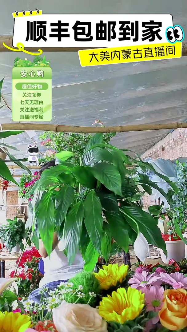 完全开放一帆风顺祥瑞白掌