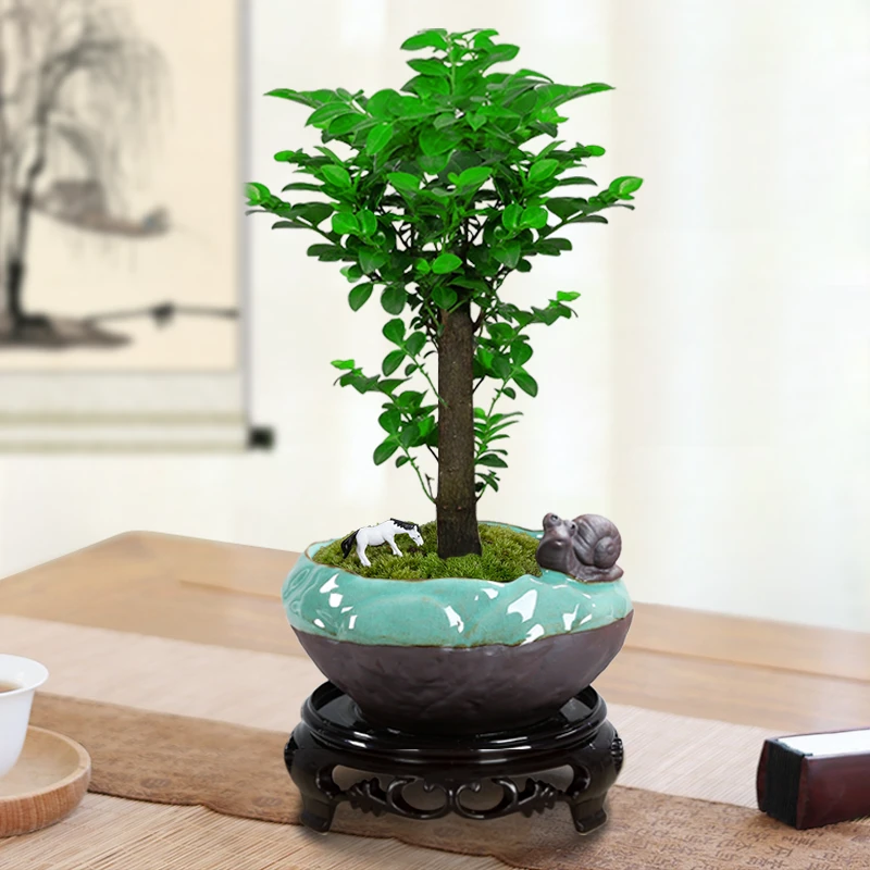 小叶老桩盆景黑骨香植物盆栽办公桌客厅室内绿植好养四季长青