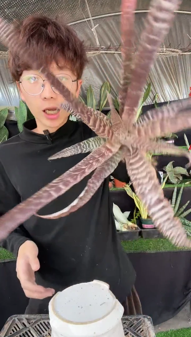 【闪购商品】奇异黑蜘蛛裸根36.8