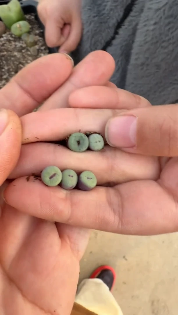 【闪购商品】3-98.