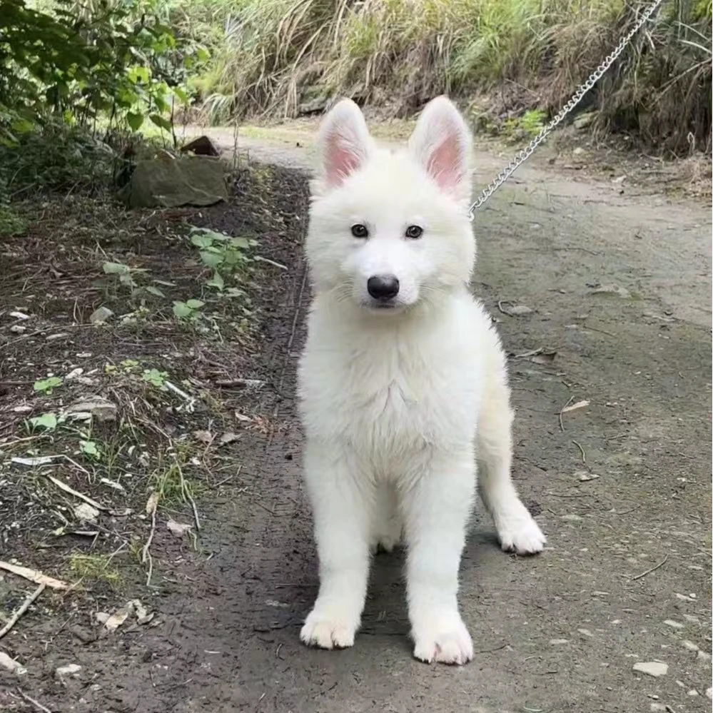 瑞士牧羊犬 白德牧幼犬活体