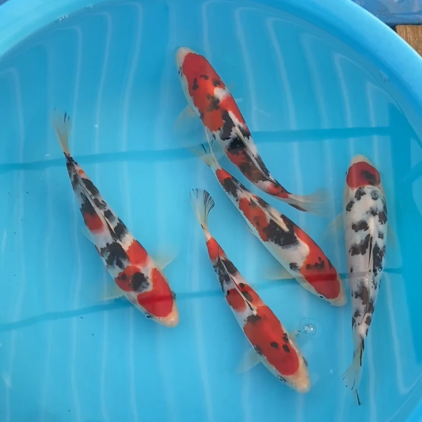 2024年产锦鲤大正小当岁