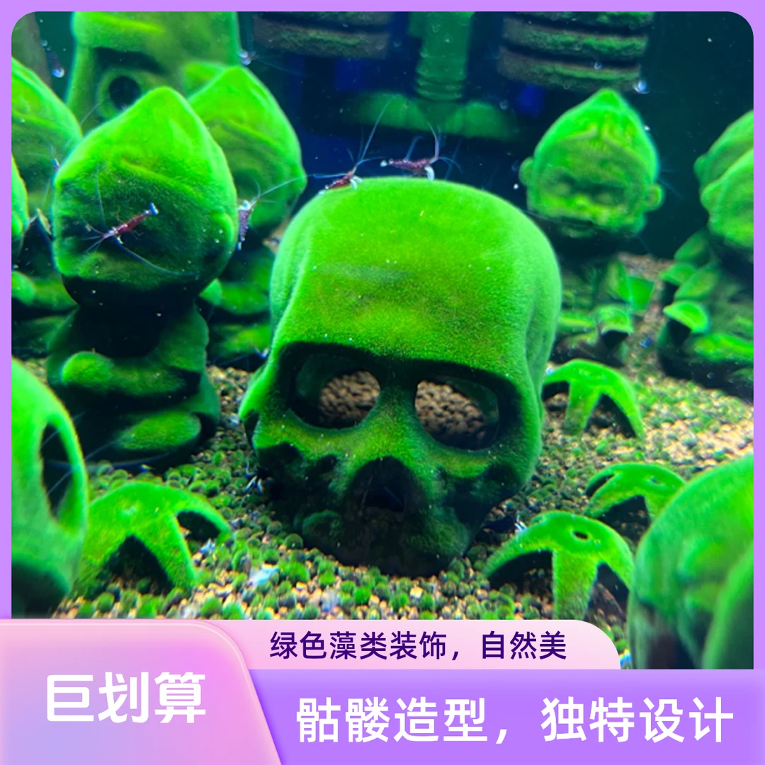 自繁育短绒藻长绒藻孢子引种藻种藻源摆件天然苏虾绿藻藻种藻石