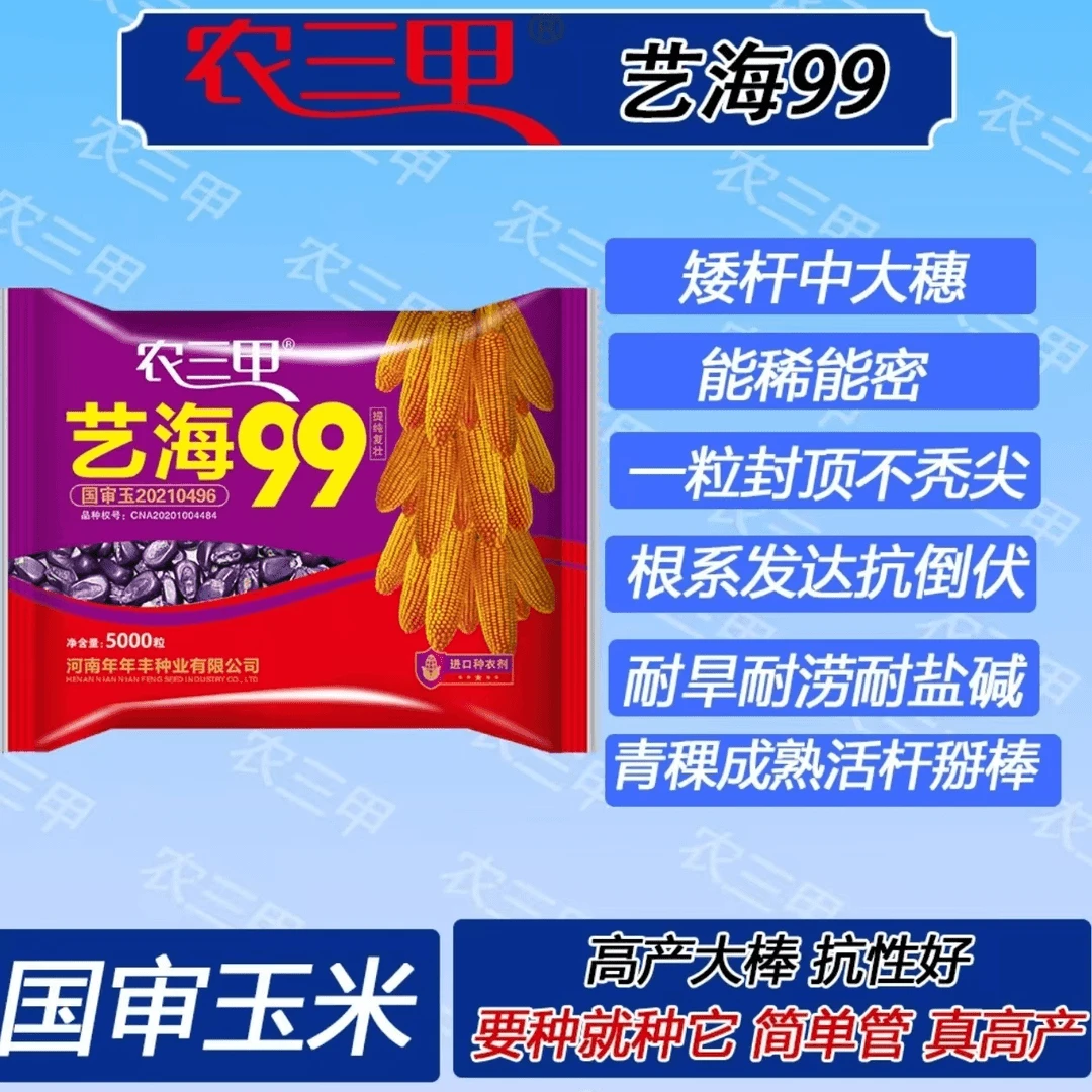 艺海99玉米种子抗倒抗病抗涝红轴马牙籽艺海99