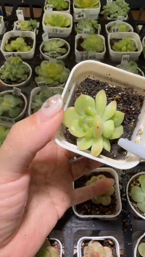 1383  T347多肉植物