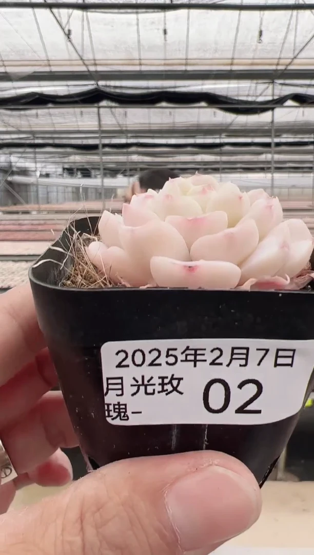 【闪购商品】月光玫瑰-2