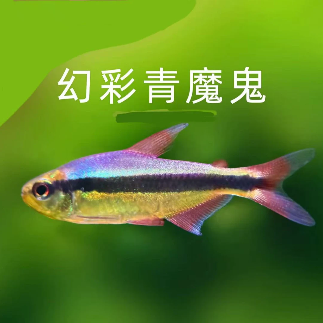 幻彩青魔鬼 小型热带精品观赏南美灯科鱼