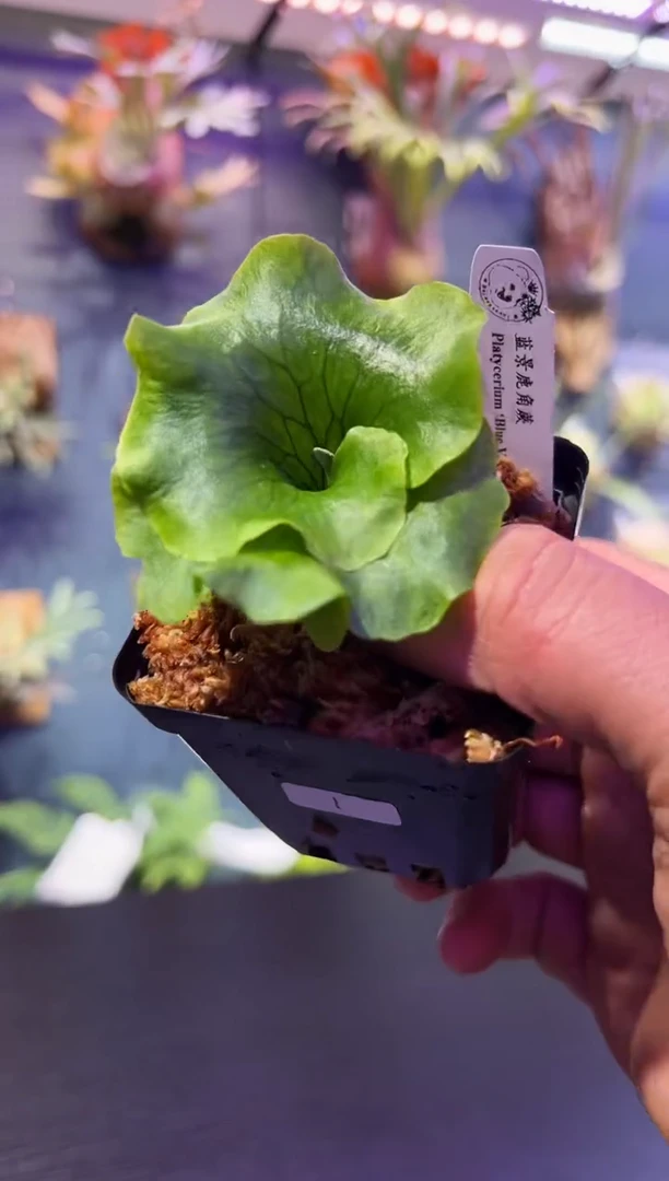 完全开放福利杯苗编号1 蓝景