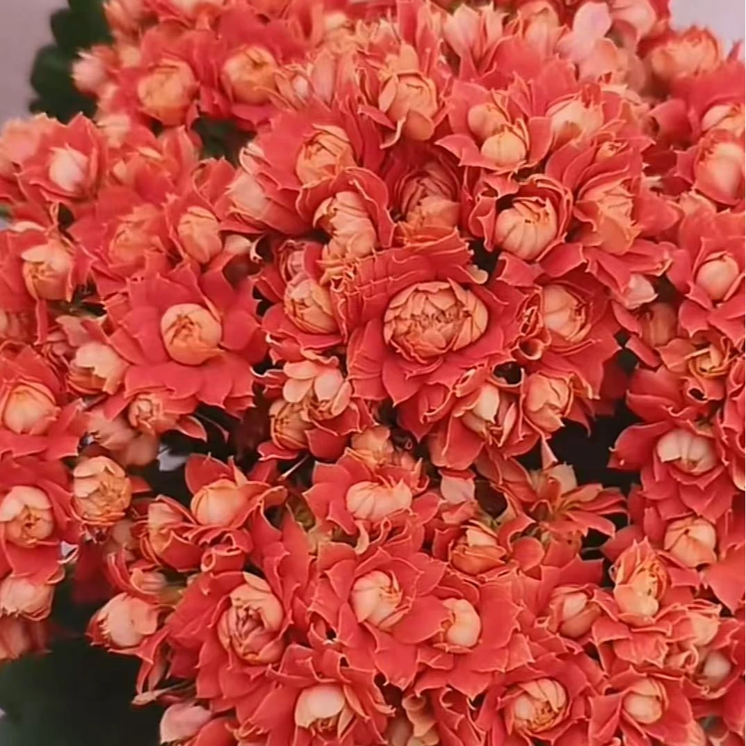 橙色风暴～精品盆栽懒人花卉重瓣带花苞易活散光