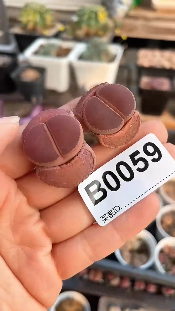 【闪购商品】0059直播一物一拍