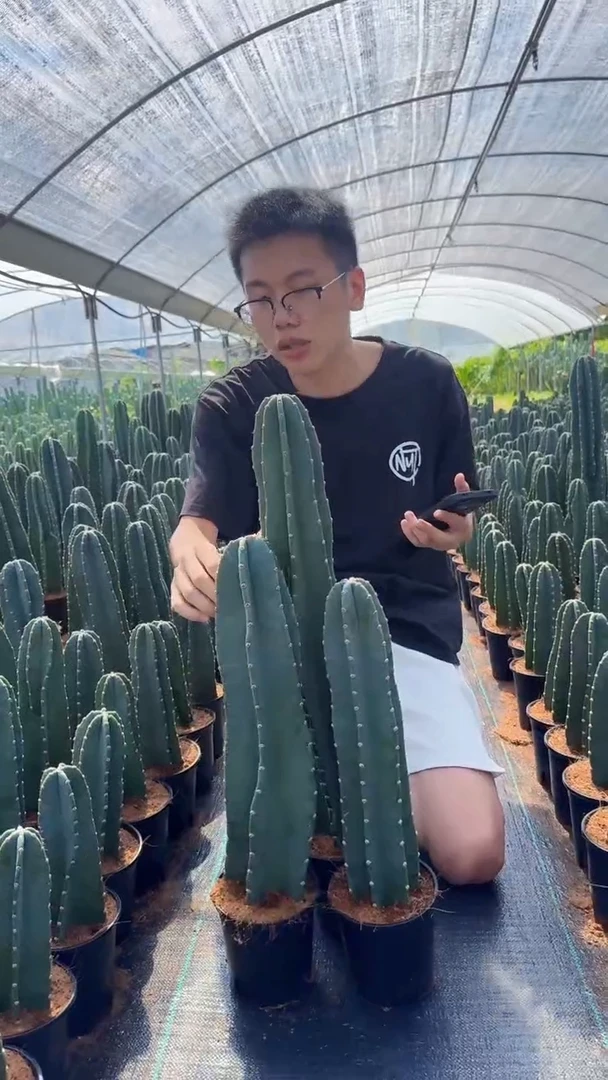 【带根】20 30 40cm+量天尺