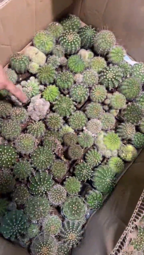 10颗 实生根 彩草 2-4cm